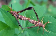 Vitacea polistiformis