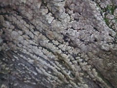 Xylobolus frustulatus