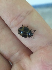 Aegithus quadrinotatus