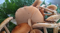 Amanita fulva
