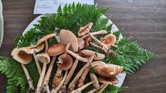 Amanita fulva