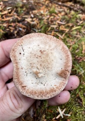 Climacocystis borealis