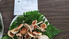 Amanita fulva