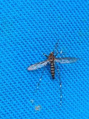 Aedes alboannulatus