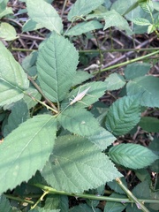 Oecanthus