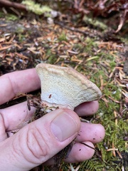 Climacocystis borealis