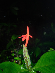 Acanthoideae