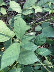 Oecanthus