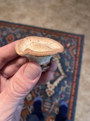 Climacocystis borealis