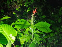Acanthoideae