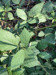 Oecanthus