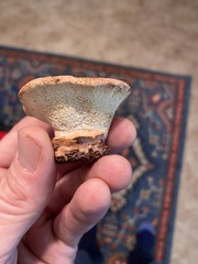 Climacocystis borealis