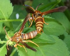 Vitacea polistiformis