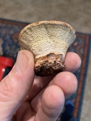 Climacocystis borealis