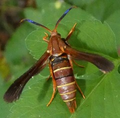 Vitacea polistiformis