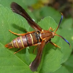 Vitacea polistiformis