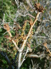 Quercus gambelii