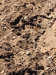 Apaturinae