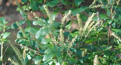 Clethra alnifolia