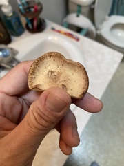 Climacocystis borealis