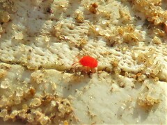 Trombidioidea