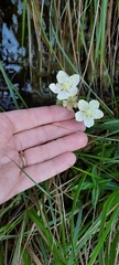 Parnassia asarifolia