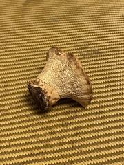 Climacocystis borealis