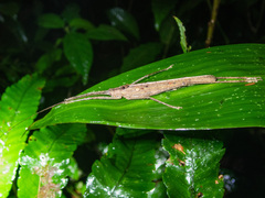 Tettigoniidea