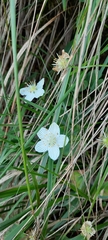 Parnassia asarifolia