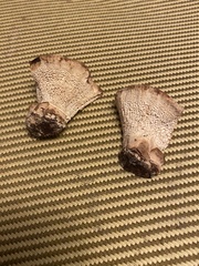 Climacocystis borealis