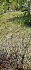 Parnassia asarifolia