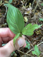 Cornus kousa