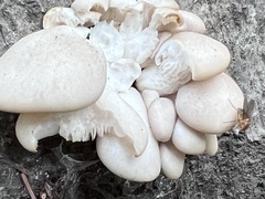 Pleurotus populinus