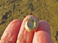 Planorbella trivolvis