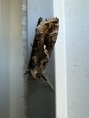 Chrysodeixis includens