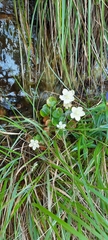 Parnassia asarifolia