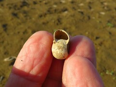 Planorbella trivolvis