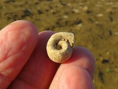 Planorbella trivolvis