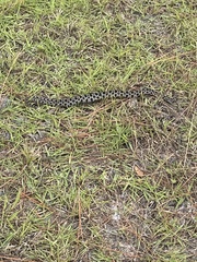 Sistrurus miliarius barbouri