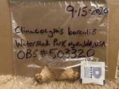 Climacocystis borealis