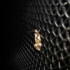 Machetis aphrobola
