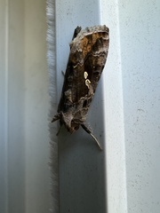 Chrysodeixis includens