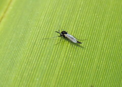Chironomidae
