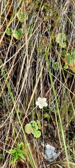 Parnassia asarifolia