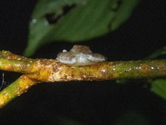 Anura