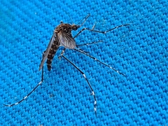 Aedes alboannulatus