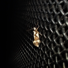 Machetis aphrobola