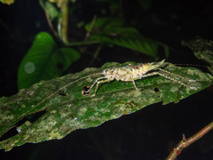 Tettigoniidea
