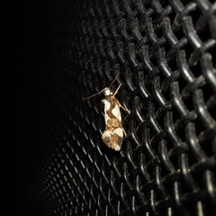 Machetis aphrobola