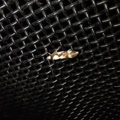Machetis aphrobola